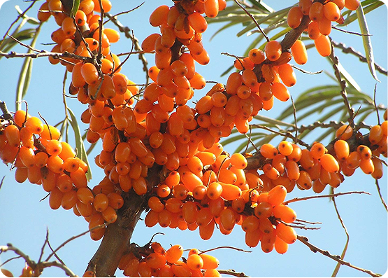 How to Use Sea Buckthorn Juice Daily for Immunity and Skin Health
