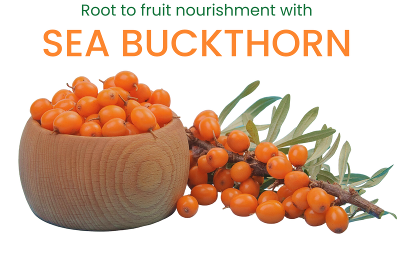 Sea Buckthorn